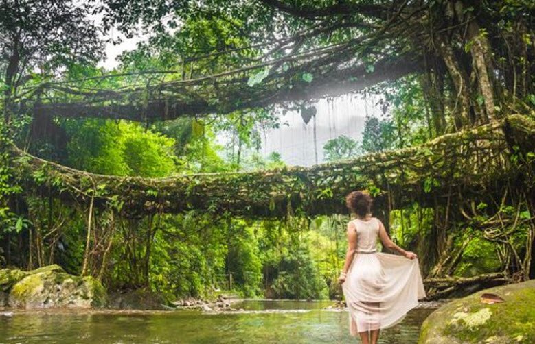 Double Decker Living Root Bridge, East Khasi Hills, Meghalaya - Vushii.com